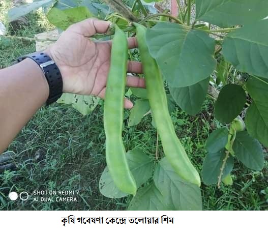 হাটহাজারী কৃষি গবেষণা কেন্দ্রে বাম্পার ফলন তলোয়ার শিম