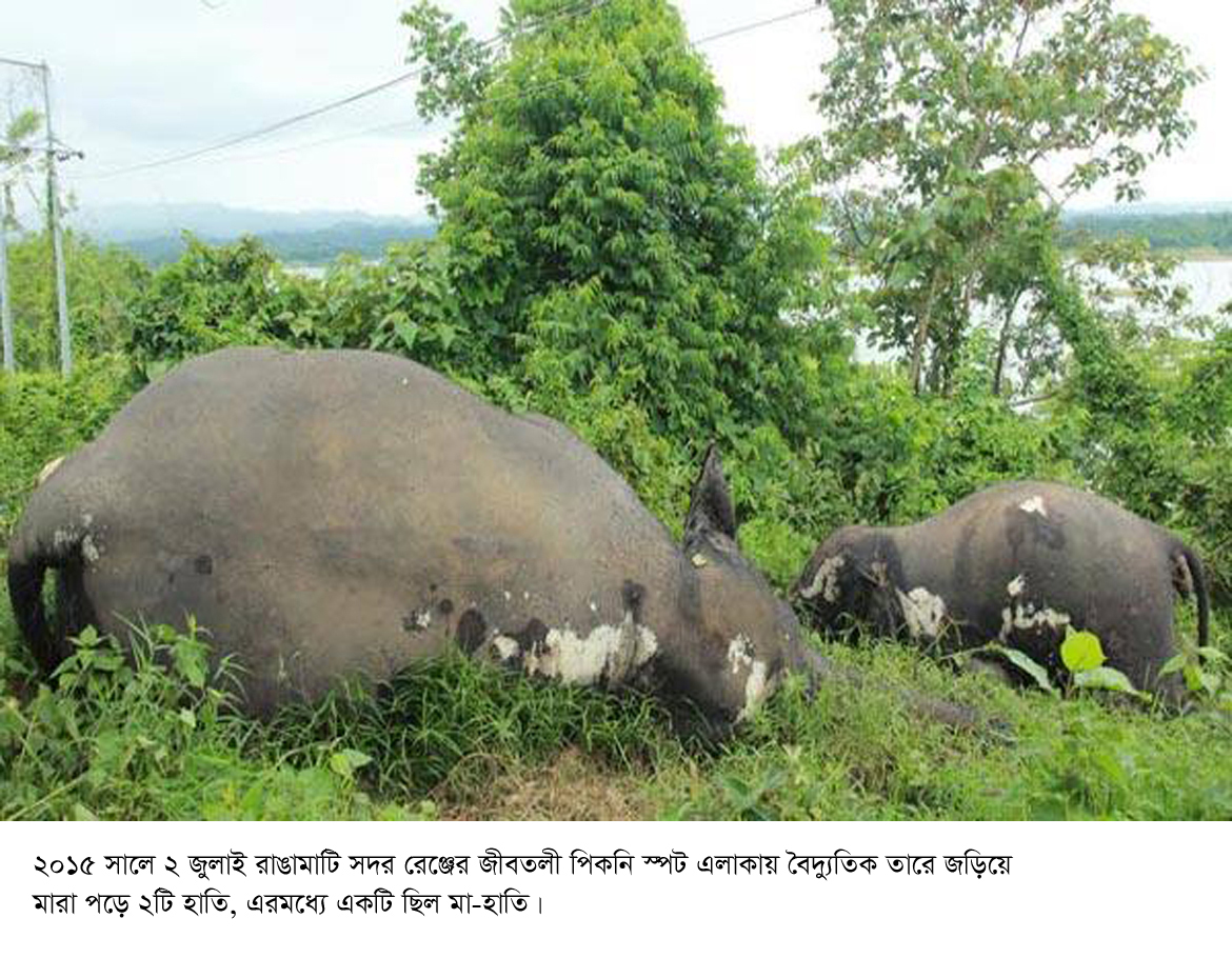 রাঙামাটির পাহাড়ে হাতি তাড়াতে ‘সোলার ফেন্সিং’!