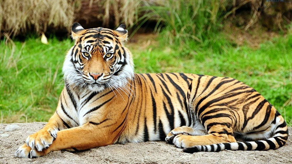 পার্বত্য চট্টগ্রামে রয়েল বেঙ্গল টাইগারের অভয়ারণ্য করতে চায় সংসদীয় কমিটি