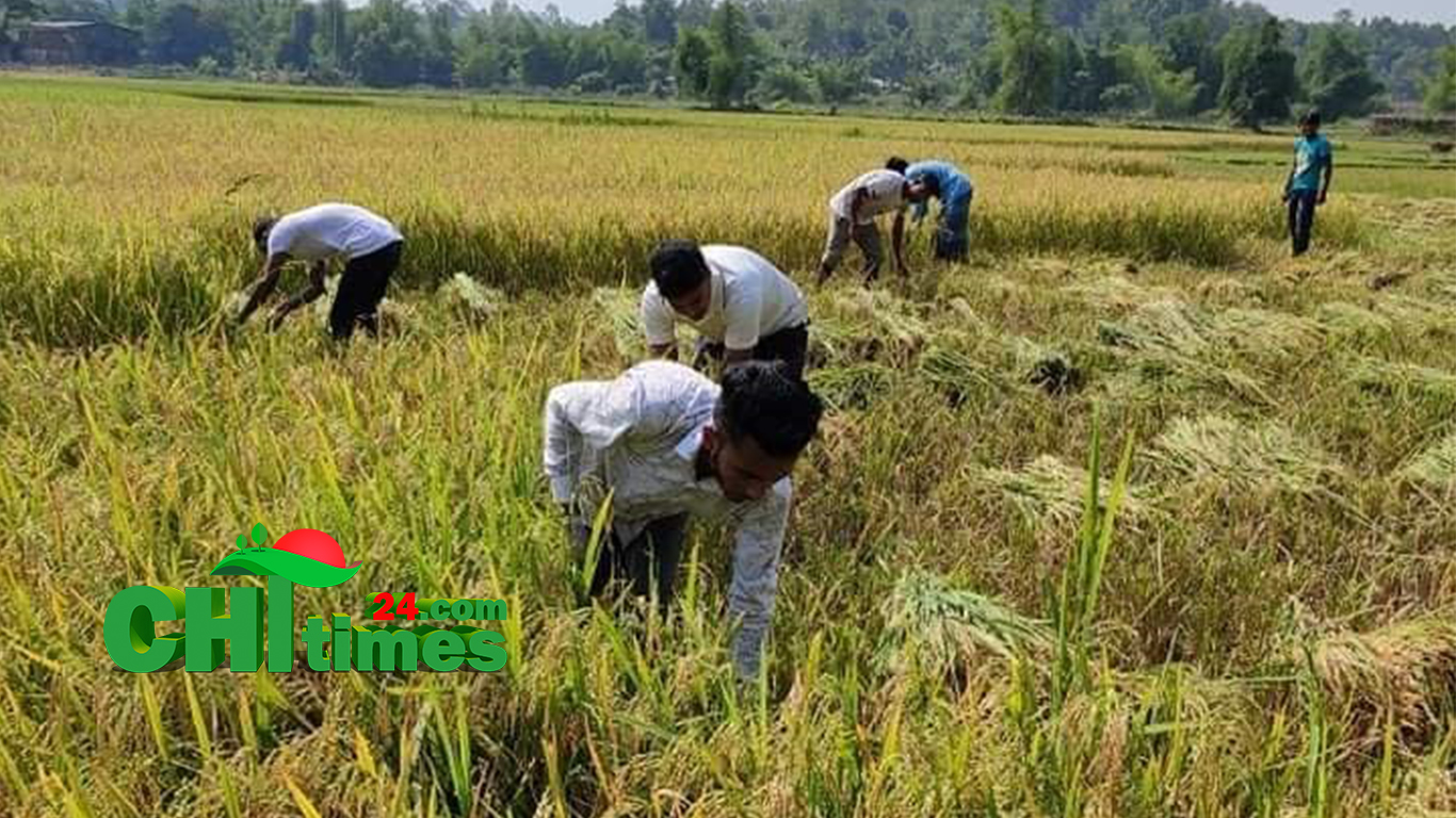 রাজস্থলীতে বোরো ধানের বাম্পার ফলন; কৃষকের মুখে সোনালী হাসি