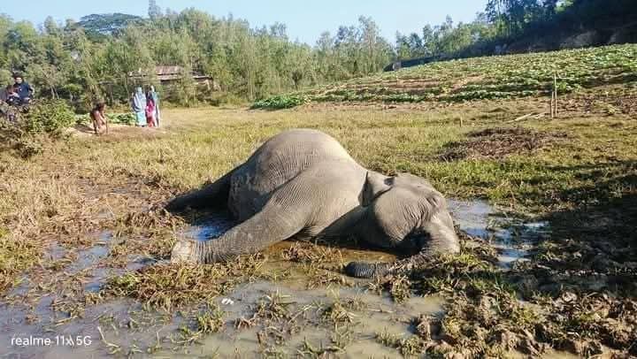 বান্দরবানে হাতির আক্রমনে কৃষক ও বিদ্যুতায়িত হয়ে মা হাতির মৃত্যু