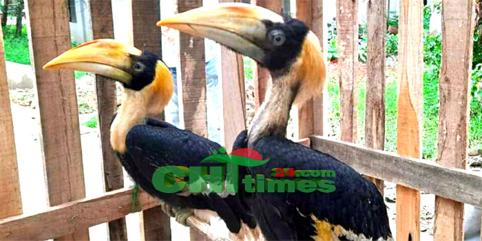 বান্দরবানের থানচিতে ২টি রাজ ধনেশ পাখি উদ্ধার