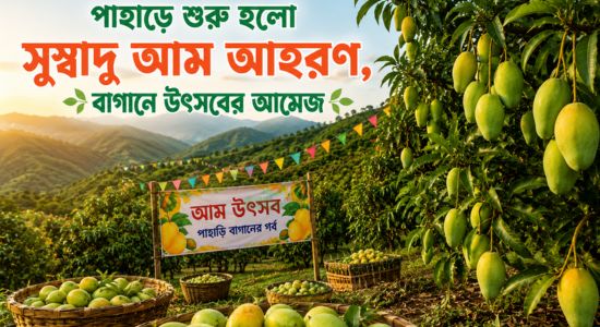 পাহাড়ে শুরু হলো সুস্বাদু আম আহরণ, বাগানে উৎসবের আমেজ