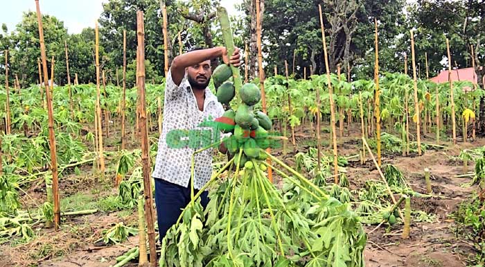 রাঙামাটিতে ১০ লাখ টাকা চাঁদা নাপেয়ে ফলজ পেঁপে বাগান কেটে দিলো পাহাড়ি সন্ত্রাসীরা