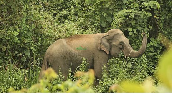 সড়কে বন্য হাতির পাল, বন বিভাগের তৎপরতায় বড় দুর্ঘটনা থেকে রক্ষা